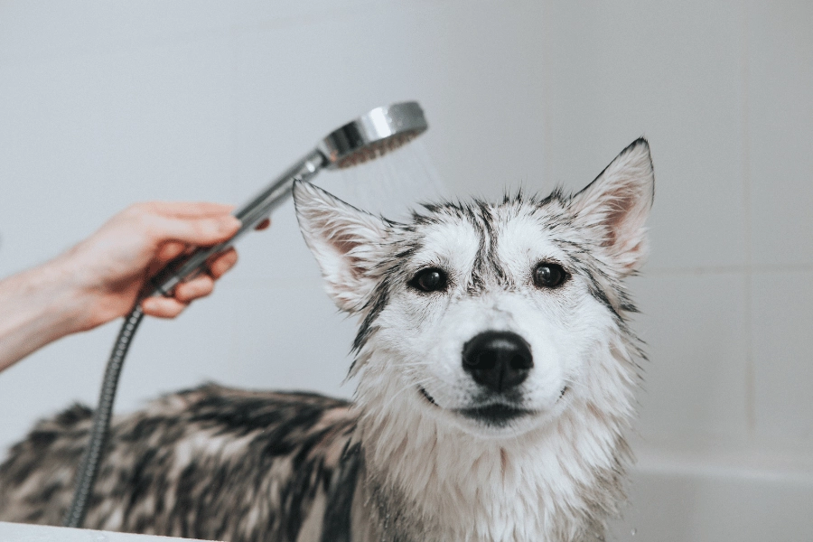 giving a husky a bath in a tub 